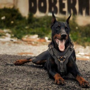 Шлейка из кожи для добермана «Power»